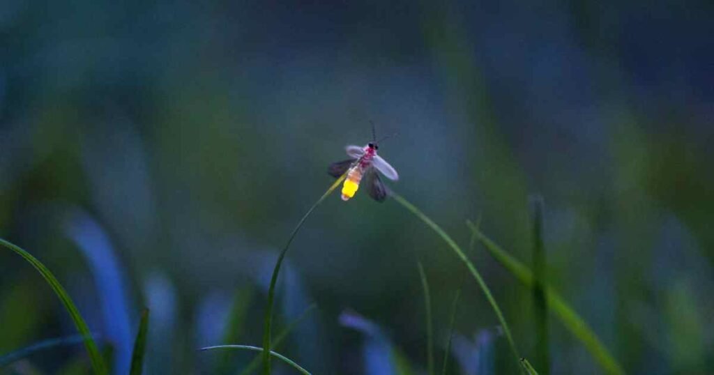 How Do Fireflies Glow? The Complete Science Explained How Do Fireflies Glow