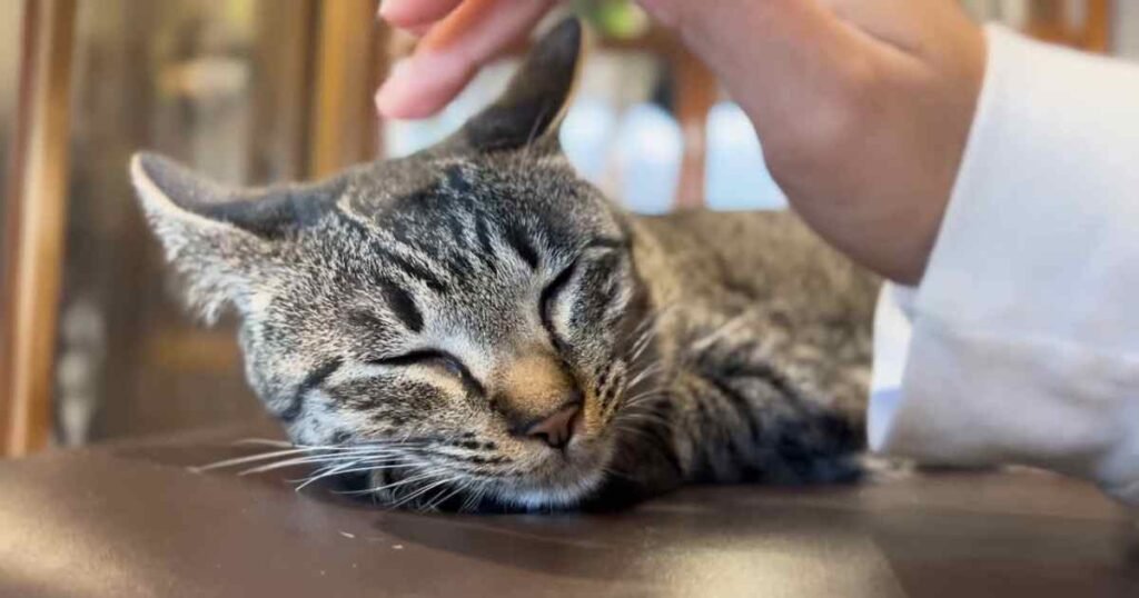 Why Do Cats Purr? The Complete Science Explained Why Do Cats Purr?