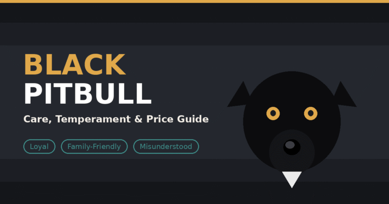 Black Pitbull: Complete Care, Temperament & Price Guide Black Pitbull dog with golden eyes, a guide to its care, temperament, and price